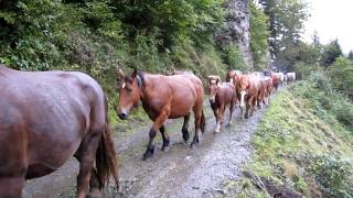 La transhumance des chevaux de Bious MVI 0640 [upl. by Zerlina400]