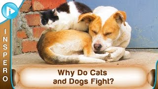 Why Do Cats and Dogs Fight [upl. by Clemen]