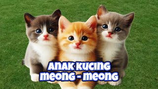 KUCING MEONG MEONG‼️ KOMPILASI KUCING LINCAHLINCAH‼️LAGU KUCING MEONG MEONG kucinglucu [upl. by Mcginnis216]