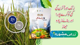 Zinc Deficiency amp tillers Booster in Paddy Crop  Dep of RampD Jullundur Group 🇵🇰  ZARI MASHWARA [upl. by Aisinoid121]