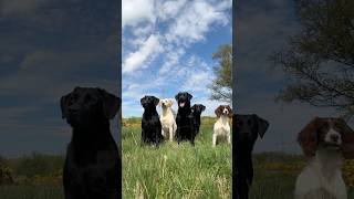 Gundog Training labrador springerspaniel [upl. by Htrahddis]