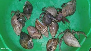 wow 😱 menemukan kelomang raksasa kelomang besar UmangUmang Besarbesar hermit crab [upl. by Helfant]