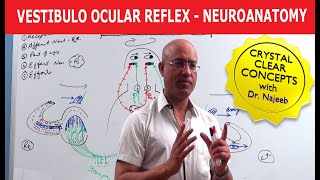 Vestibulo Ocular Reflex  Neuroanatomy [upl. by Nahshun100]