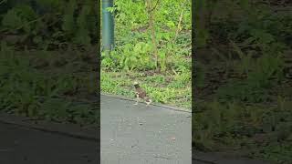 Blackcollared starling Birds beautifulbird birds birdsounds bird nature birdsoun myna [upl. by Donall34]