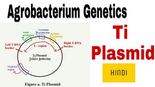 Ti Plasmid  agrobacterium genetics  vir regulon in Hindi [upl. by Lela897]