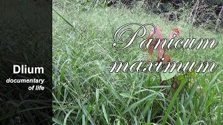 Guinea grass Panicum maximum [upl. by Halian]