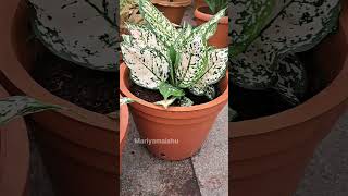 അഗ്ലോനെമ വൈവിധ്യം Aglaonema Varietys 🍁🍁 [upl. by Cirted260]