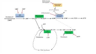 Pyrimidine Synthesis and Salvage Pathway [upl. by Karalee840]