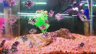 Shortbody HRP cichlids [upl. by Parcel]