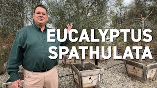 Eucalyptus spathulata  New Trees for Changing Climates [upl. by Rehpotsirk]