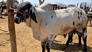 Hoy miércoles 1 de mayo 2024 tianguis ganadero san miguel etla solo lo mejor de lo mejor toros vacas [upl. by Ahsaeit549]