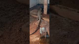 Warning Live Feeding Asian Water Monitor Man Handles A Medium Rat [upl. by Izogn]