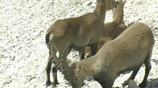 ALPSKI KOZOROG AVGUST Capra ibex Triglavski narodni park [upl. by Nawuq]