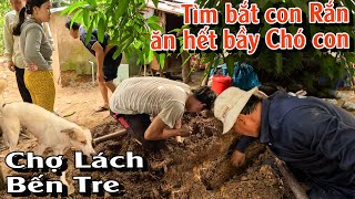 Tìm bắt con Rắn ăn hết cả bầy Chó con  TGSB 982 [upl. by Llenna240]