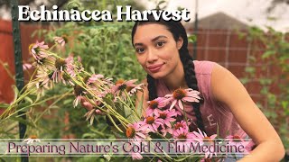 Growing Harvesting Echinacea amp Using It For Medicine  Herbalism 101 [upl. by Sulihpoeht944]