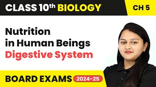 Nutrition in Human Beings Digestive System  Life Processes  Class 10 Biology Chapter 5 [upl. by Tonie]