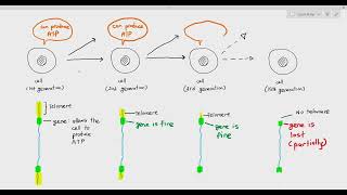 56 Telomeres and its importance Cambridge AS amp A Level Biology 9700 [upl. by Skyla609]