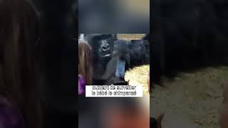 Un chimpanzé ému soccupe de son bébé shorts chimpanzé animaux [upl. by Redmer]