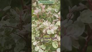 Plant with baby pink leaves Snow bush plant [upl. by Chem613]