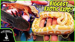 BIGGEST EXOTIC REPTILE EXPO IN WISCONSIN BY SnakeDiscovery [upl. by Naiviv]