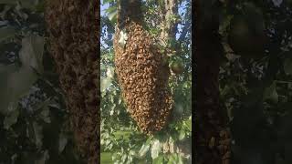 Pear Tree Swarm We had to leave the Athens fair to capture bee yard swarm [upl. by Girish]