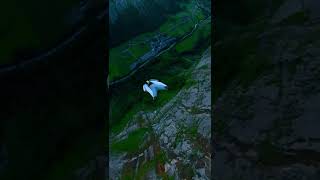 Gainer BASE jump low ultimate Lauterbrunnen Switzerland [upl. by Naej237]