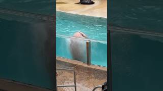 The walrus was embarrassed ☺️ funny seaworld seaworldorlando [upl. by Knighton]