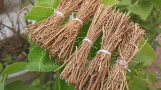 Medicinal uses of khus khus Vetiver Chrysopogon zizanioides as antiinflammatory and antiseptic [upl. by Jinny]