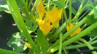 How To Pollinate Squash Plants By Hand [upl. by Assiar]