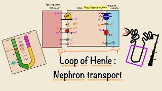 Loop Of Henle  Nephron Transport  Renal Physiology [upl. by Lora]