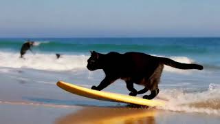 The Coolest Cat on Wheels Skating Surfing and Hoverboarding Adventures [upl. by Hayn]