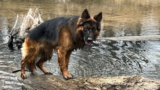 Should You Neuter Your Dog  my experience with my unfixed dog dog germanshepherd [upl. by Tertias]