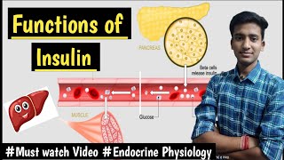 Insulin Hormone FunctionsEndocrine Pancreas Endocrine Physiology LecturesMBBS Ashish [upl. by Suehtomit973]