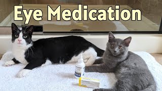 How to Treat a Kitten or Cat Eye Infection [upl. by Anahsak]