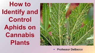 How to Identify and Control Aphids on Cannabis Plants [upl. by Caldeira]