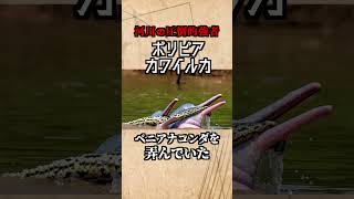 頂点捕食者アナコンダで遊ぶ最強生物 ボリビアカワイルカ 動物 雑学 [upl. by Htebazie]