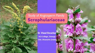 Study of Family Scrophulariaceae by Dr V D Devarkar [upl. by Airual]