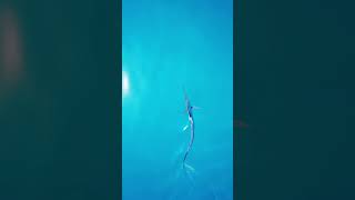 Sailfish swimming calmly along the sea surface  sailfish fishing billfish [upl. by Chrotoem250]