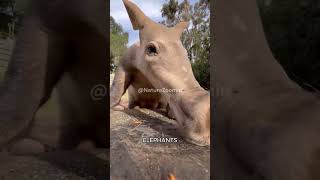 Meet the Aardvark Natures Fascinating Mashup Animal [upl. by Othello]