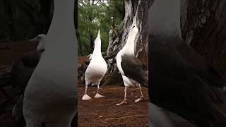 Laysan albatross mating dance shorts youtubeshorts [upl. by Nnaesor]