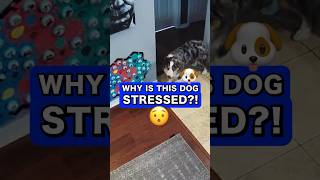 THAT’S Why My Dog Is Stressed 🤣 talkingdog dogs australianshepherd [upl. by Albarran]