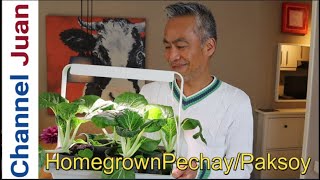 How To Grow Pak ChoyPechay  Growing Pak Choi  Planting Bok Choy Indoors [upl. by Sherry]