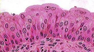 Epithelium Part 3  Types of epithelium  Histology  Laiq Hussain Histology  First Year MBBS [upl. by Joell]