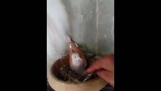 supportive Dove Green ringneck parrots white Dove  ImranShah pets vlogs [upl. by Neff]