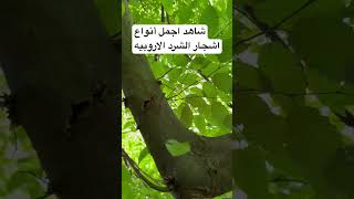 شاهد اجمل أنواع اشجار الشرد الاروبيه الطبيعة اكسبلور الزراعه الاشجار [upl. by Chancelor738]