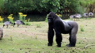 Safaripark Beekse Bergen Hilvarenbeek [upl. by Felske]