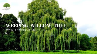 The Fast Growing Weeping Willow Tree  TN NURSERY [upl. by Ailicec]