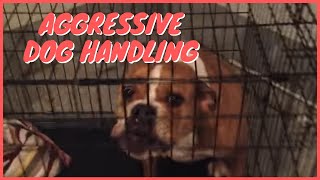 Aggressive Dog Handling Solid K9 Training [upl. by Merci]