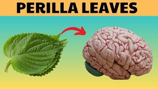 Unlock the Secret Best and Worst Foods to Pair with Perilla Leaves for Health [upl. by Ayalahs564]