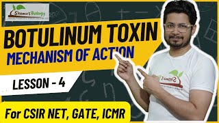 Botulinum toxin mechanism of action  Neurotoxin mode of action [upl. by Prior]